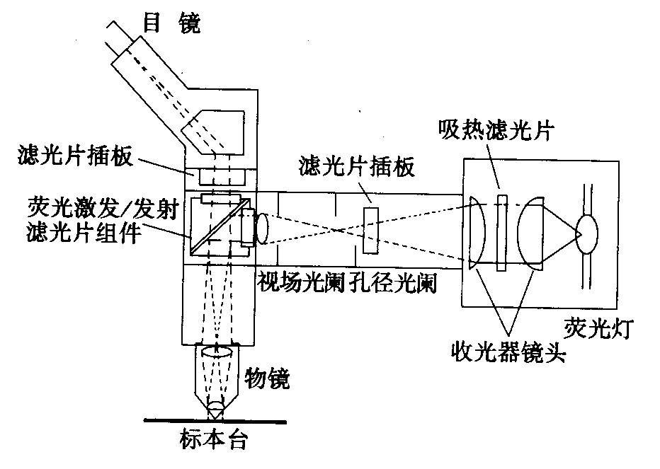 熒光顯微鏡原理圖，激發(fā)濾板和壓制濾色系統(tǒng)